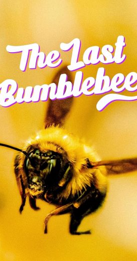 فيلم The Last Bumblebee 2024 مترجم